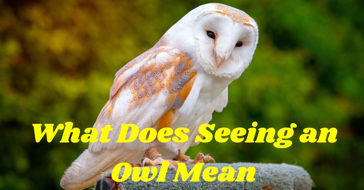 What Does Seeing an Owl Mean