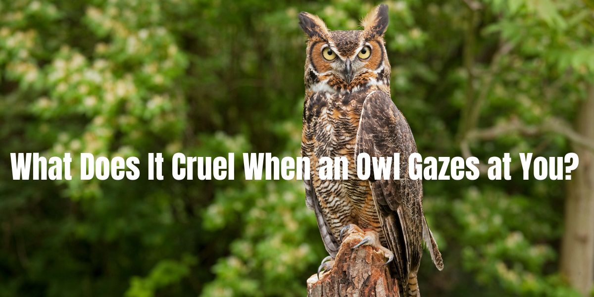What Does It Cruel When an Owl Gazes at You?