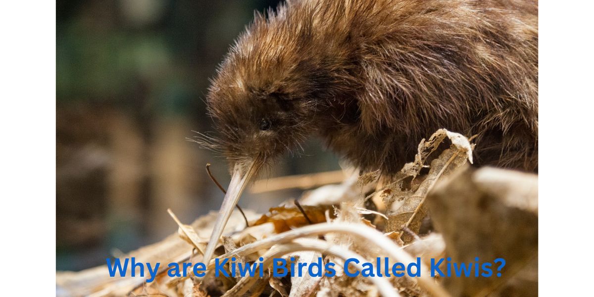 Why are Kiwi Birds Called Kiwis?
